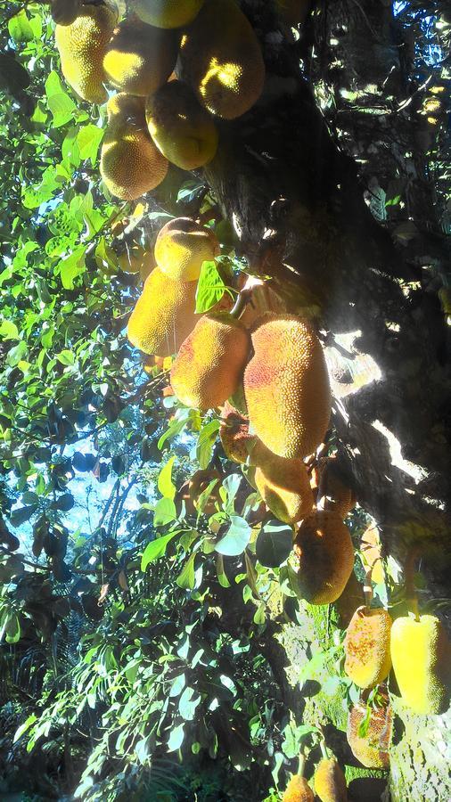 לינה וארוחת בוקר Jacareí Chale Rancho Aratama מראה חיצוני תמונה