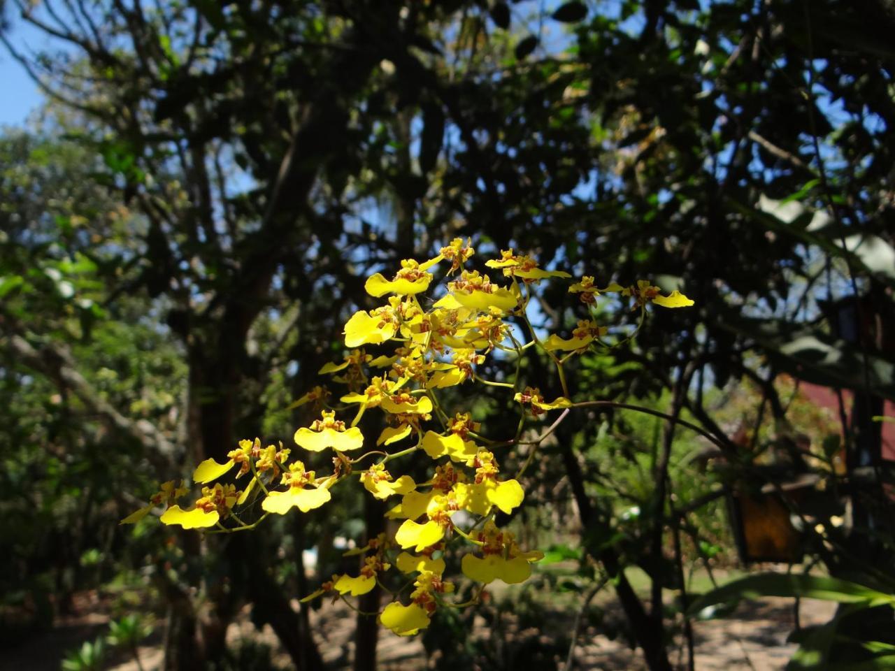 לינה וארוחת בוקר Jacareí Chale Rancho Aratama מראה חיצוני תמונה